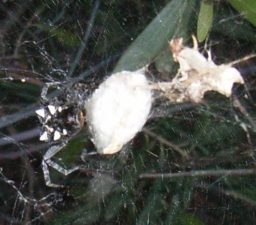 Cyrtophora citricola